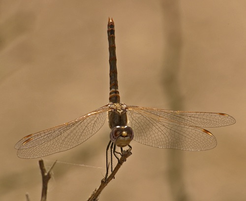 Male
2005_10_31_TX